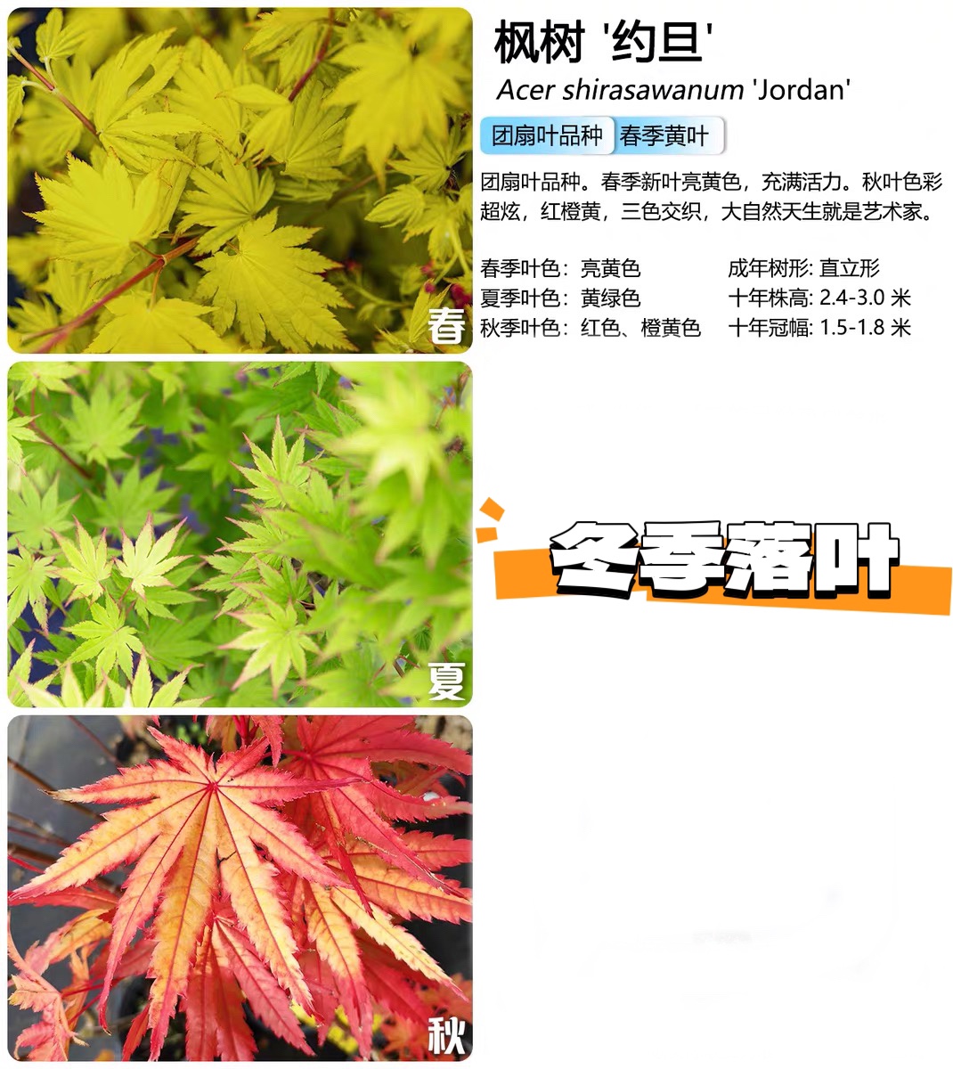 约旦枫树别墅庭院花园：红枫盆栽绿植物，一物一拍，打造梦幻私家园林！