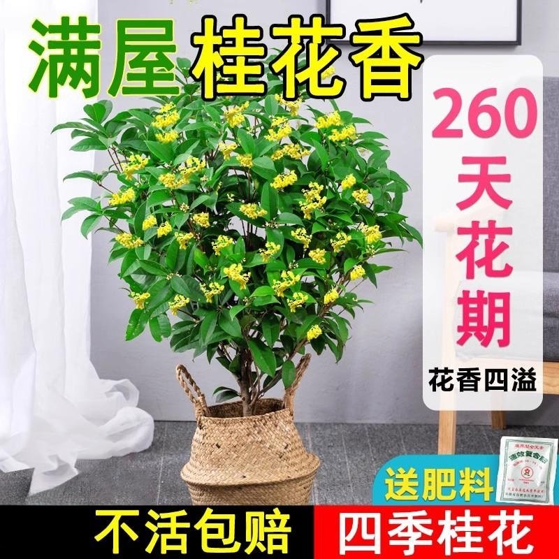 八月桂丹桂：庭院绿化的理想选择，桂花香满园！