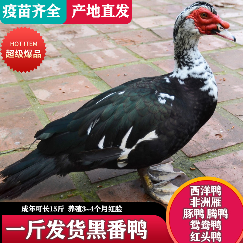 正宗一斤散养黑番鸭苗：如何挑选正宗大种红脸番鸭与非洲雁大苗？