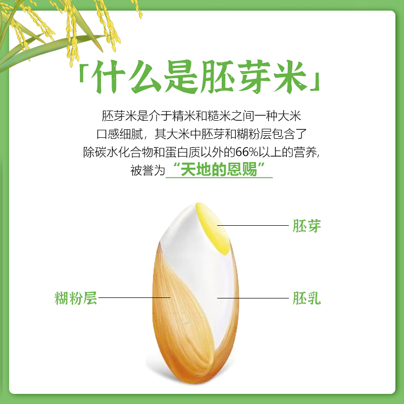 大米淀粉：历史遗产修复的秘密武器