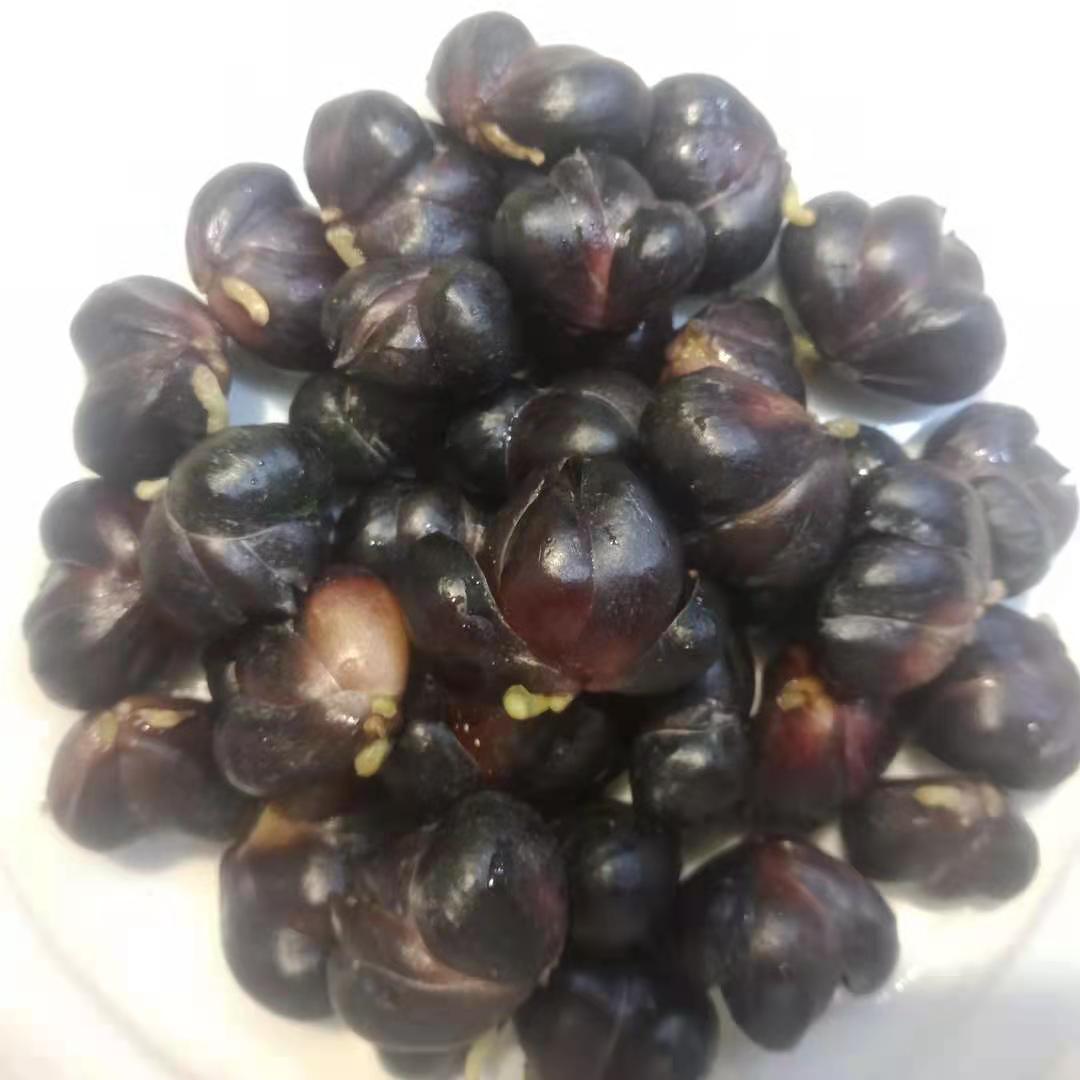 湖南新鲜百合籽：煲汤熬粥的应季美味，现摘现发包邮，你还在等什么？