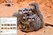 Meerkats Windows 7 Theme1.00