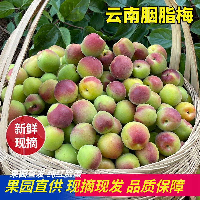 现采云南胭脂梅：酸甜交织的味蕾盛宴，泡酒必备神器！