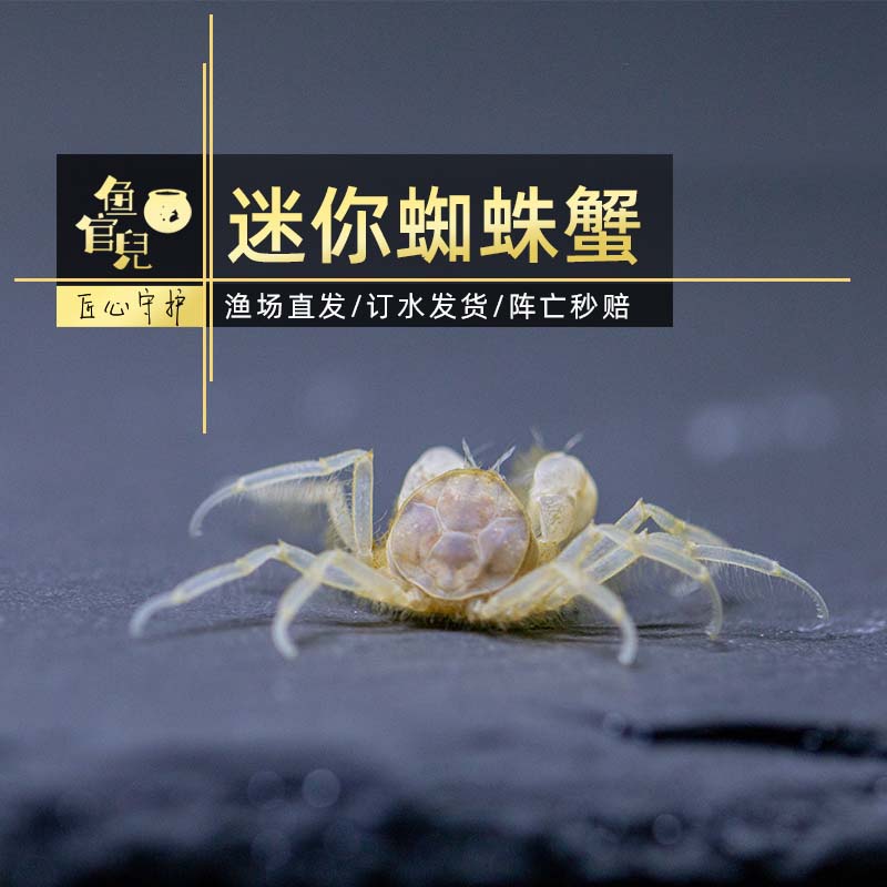 泰国迷你蜘蛛蟹：深水中的清洁工，你的水族箱新宠？