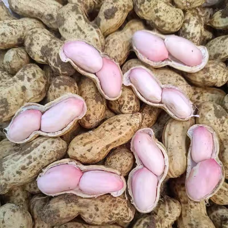 云南新鲜湿花生5斤带壳红皮衣！今年新货农家自种，现挖现发不打农药！