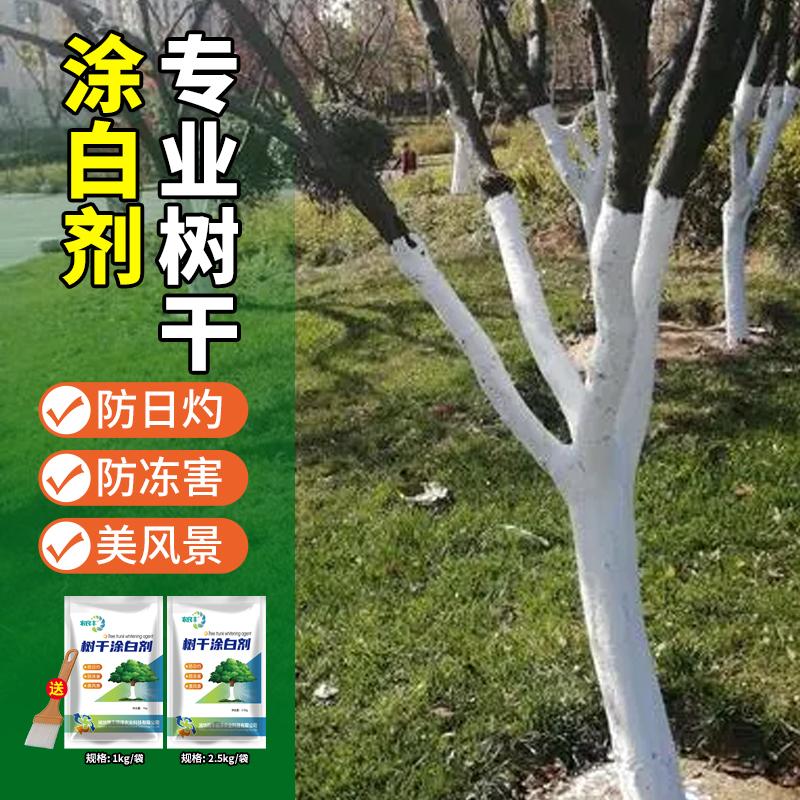 树木树干涂白剂：果树防啃咬防冻刷白秘籍，大树杆抗病防寒新招数！