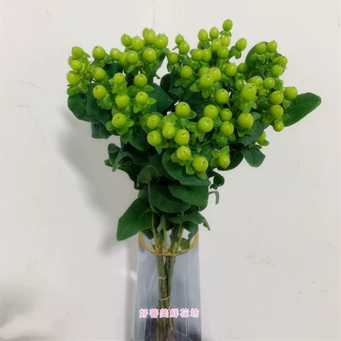 尤加利果鲜切花：清新绿意，装点你的家和办公室✨