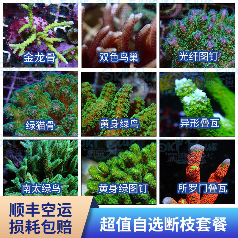 如何选择适合新手的图选SPS硬骨珊瑚？