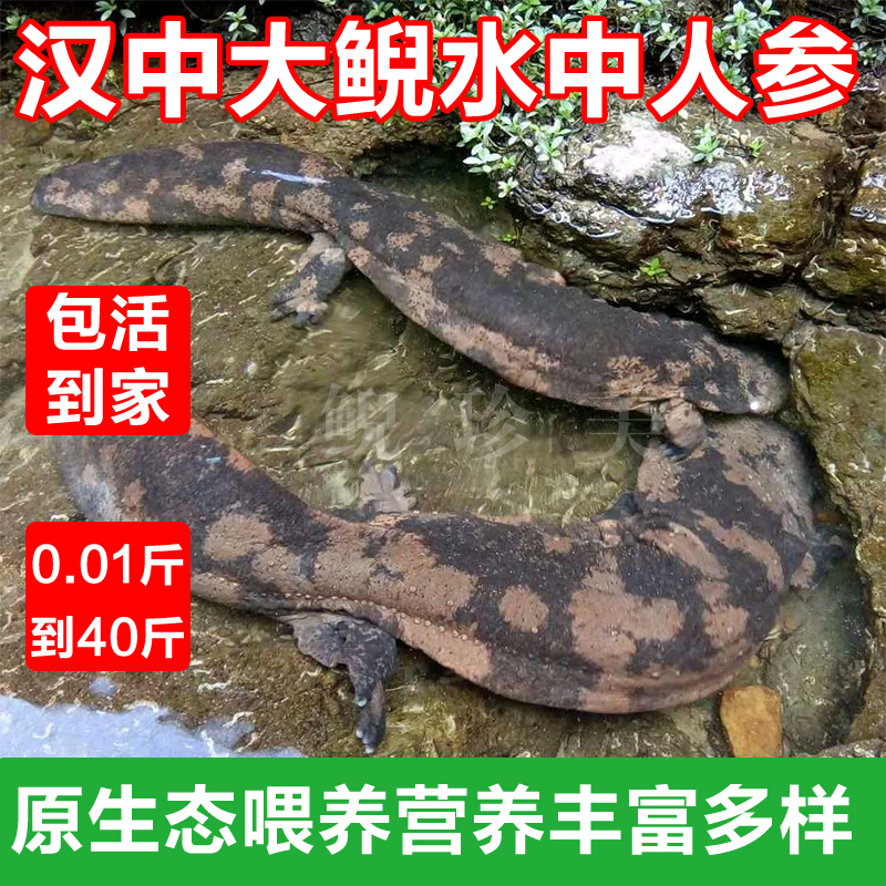 【半斤一对】汉中生态养殖鲜活娃娃鱼苗，带你走进神秘的大鲵世界！