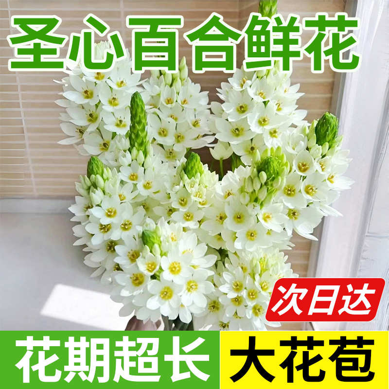 圣心百合 vs 庭院海棠：春季庭院花卉大比拼，谁才是你的梦中情花？