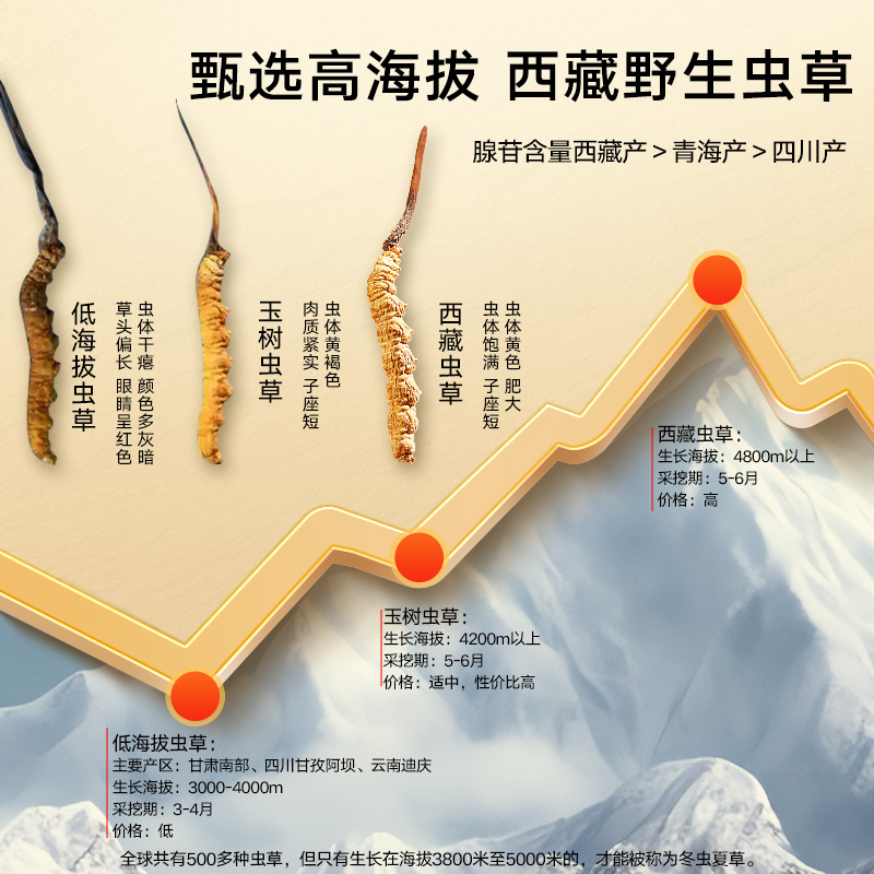 北京同仁堂冬虫夏草0#-50/20克：滋补养生界的超级明星