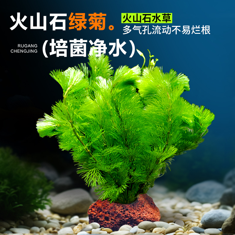 水族造景新风尚：鱼缸装饰水草植物套餐，打造梦幻海底世界