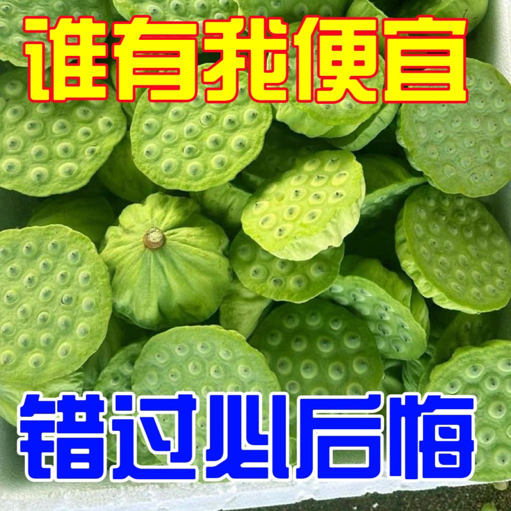 【一件批发1/3/5斤】新鲜莲蓬生吃现摘带杆水果嫩莲子统货5-9成熟，这波真香！