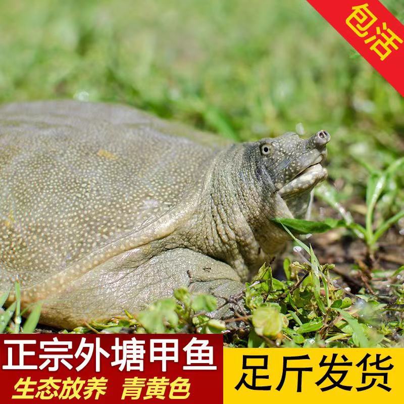 【便宜】散养外塘鲜活甲鱼，正宗稻田老鳖，纯天然农产品，新鲜包邮！