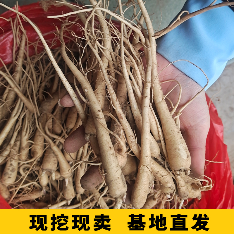 江西万载龙牙甜百合！粉糯不苦还新鲜，吃一次就上瘾