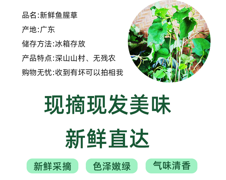 中药材正品新鲜鱼腥草 | 折耳根茎叶 现采现发枝叶500克包邮