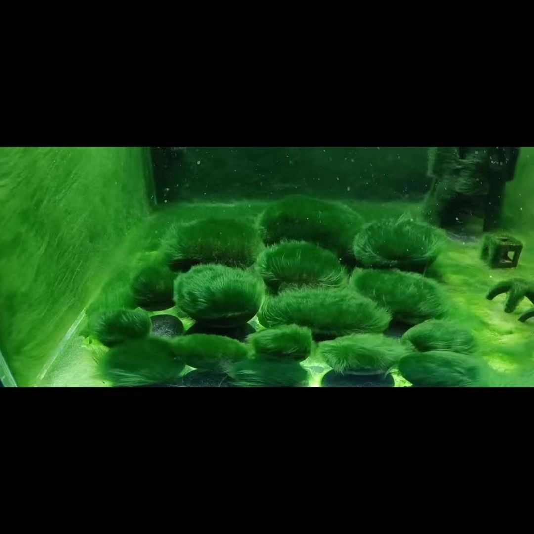 碧沃丰生态抑藻剂：湖泊河道景观水藻类爆发的终结者？