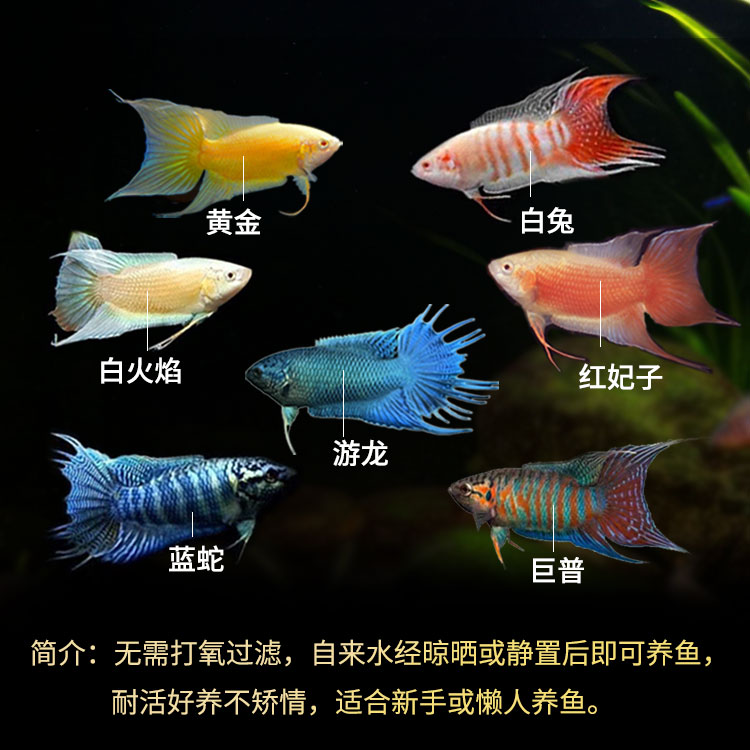 小型淡水观赏鱼&amp;冷水好氧耐活乌龟饲料鱼：如何挑选和喂养你的水族小伙伴？