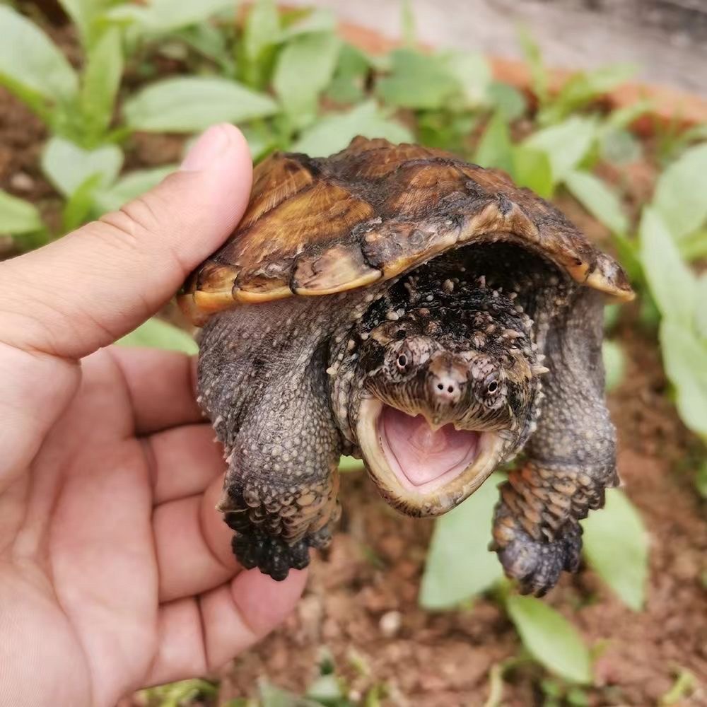 正宗原种纯佛鳄龟，爆刺鳄鱼龟幼苗，活体收藏家必备！