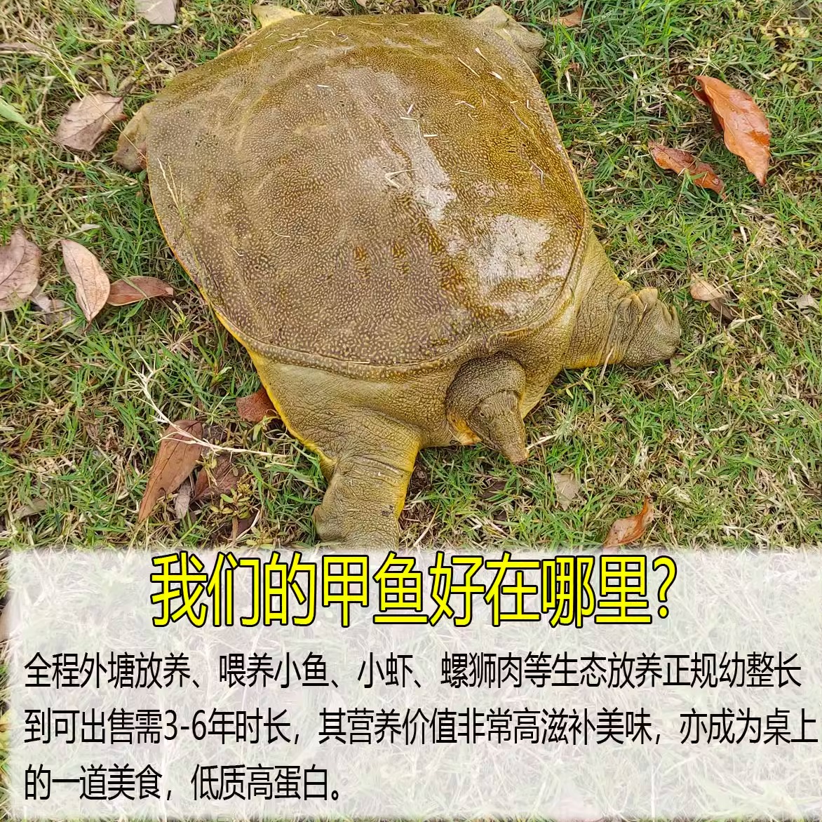1-6斤大生态外塘甲鱼：揭秘野生风味的秘密武器！