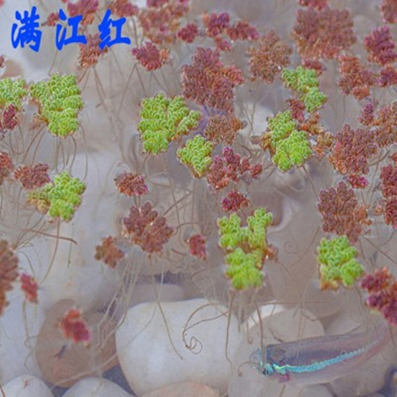 浮萍水草一叶莲！古法养鱼新宠，颜值爆表还能净化水质？这波必须冲！
