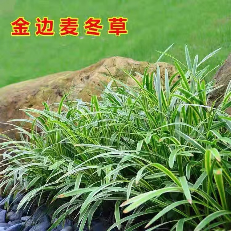 金边麦冬&amp;玉龙草：庭院绿化的四季常青守护神，耐寒耐阴的矮麦冬王者