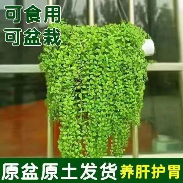 垂盆草盆栽：四季常青的餐桌装饰与美食新宠！