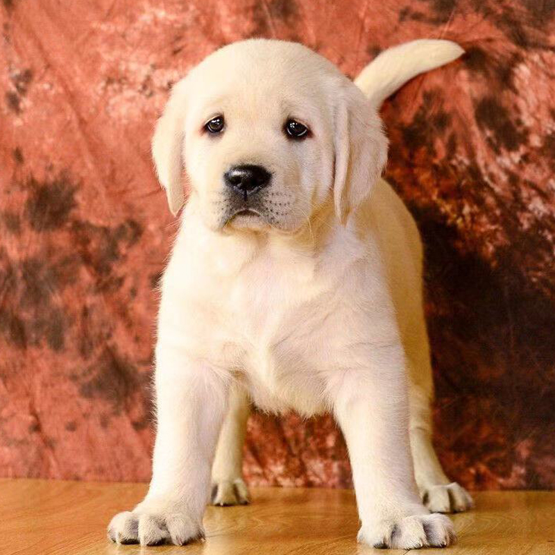 拉布拉多犬的价格为什么差异这么大？