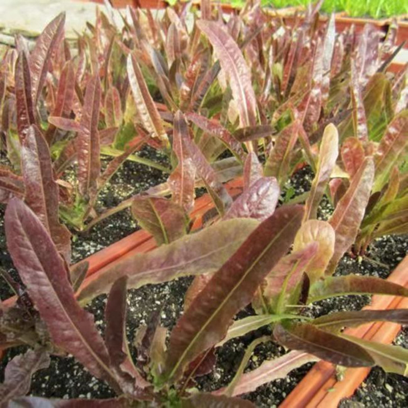 红油麦菜种子：家庭种植神器，速生红麦10克让你轻松种出美味！