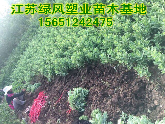 八宝景天到底有哪些好处？适合摆放在哪里呢？