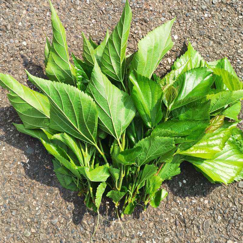 买6份包邮】新鲜桑叶苗芽，上汤菜必备的绿色健康选择