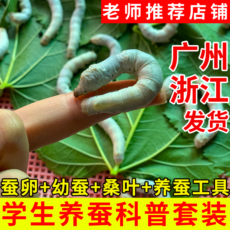 1-5龄活体蚕宝学生套装！超萌蚕宝宝带回家，养蚕体验太上头了！