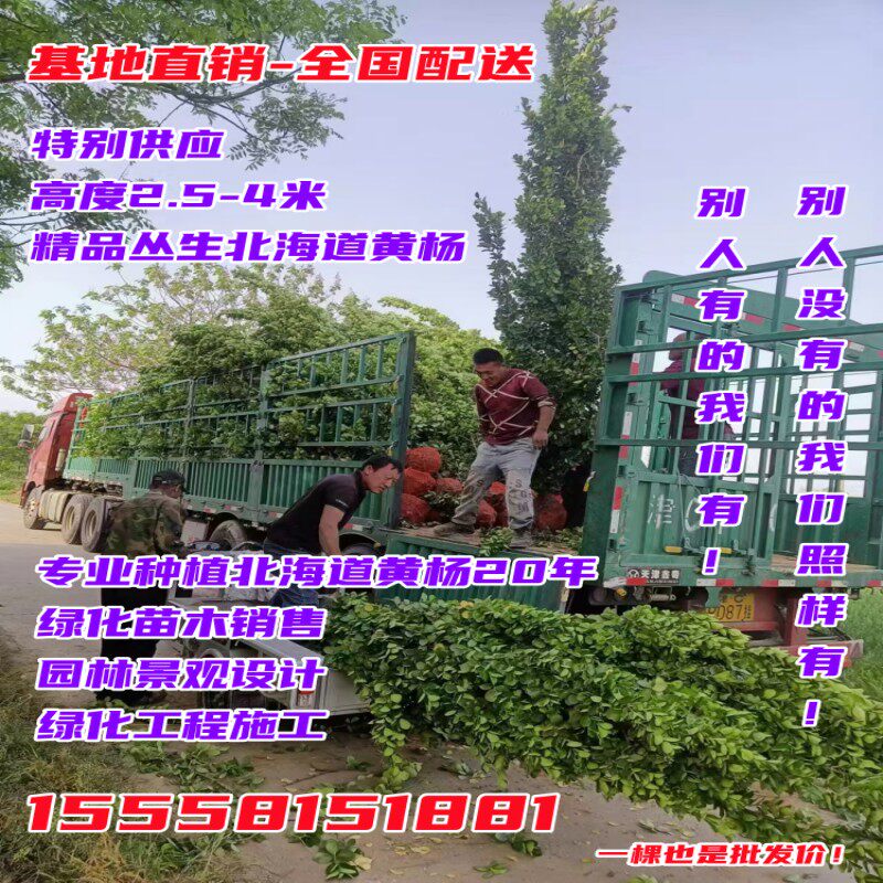 丛生北海道黄杨：园林中的四季守护者