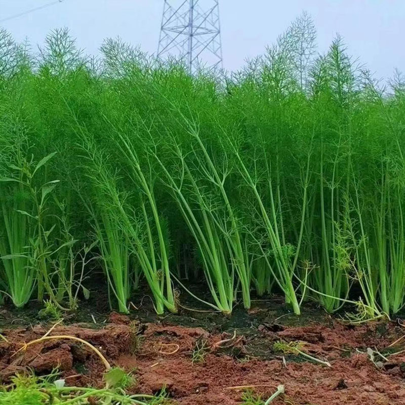 顺丰包邮茴香菜：山东现摘头茬茴香苗，荤香嫩叶饺子馅必备！