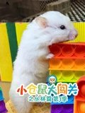 小仓鼠大闯关之丛林篇 3