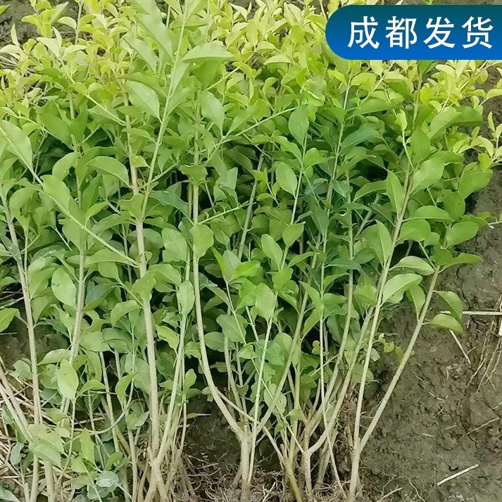 庭院绿化的宝藏植物：金叶女贞小叶女贞苗，打造黄金叶球的秘诀✨
