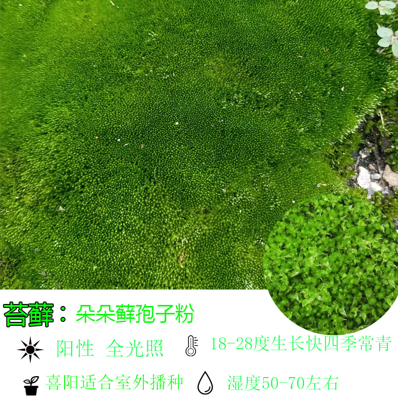 苔藓孢子粉：打造梦幻花园的秘密武器✨