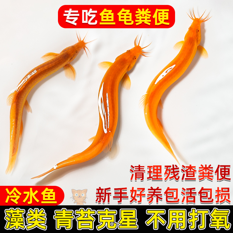 揭秘！活体金龙鱼的神秘世界：新传闻背后的真相?