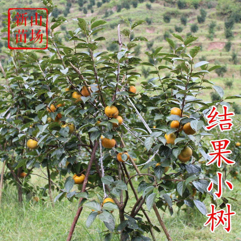 阿斯顿马丁和迈巴赫，谁才是真正的天花板？绝了！