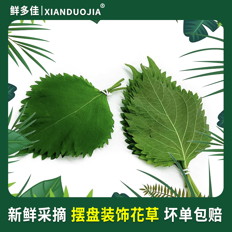 新鲜苏子叶大叶50片：开启你的日式料理新境界✨