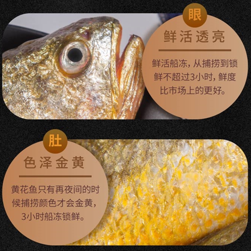 3条大鱼，鲜冻宁德霞浦黄花鱼，新鲜冷冻生鲜特大海鱼，海捕大黄鱼商用——海鲜爱好者的福音！