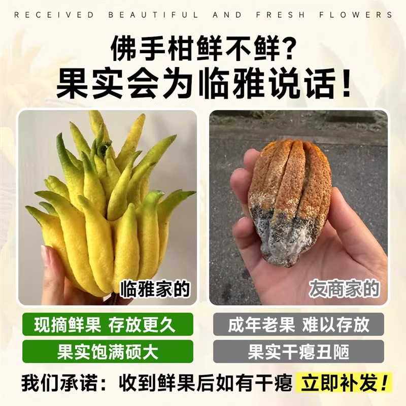 新鲜金华佛手柑：家中清新绿植，闻香又可食的双重享受✨