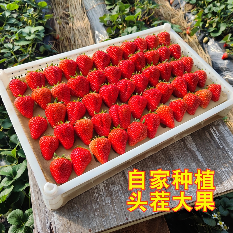 丹东99草莓奶油新鲜孕妇当季水果现摘九九红颜牛奶大草莓顺丰包邮！这波不冲亏麻了