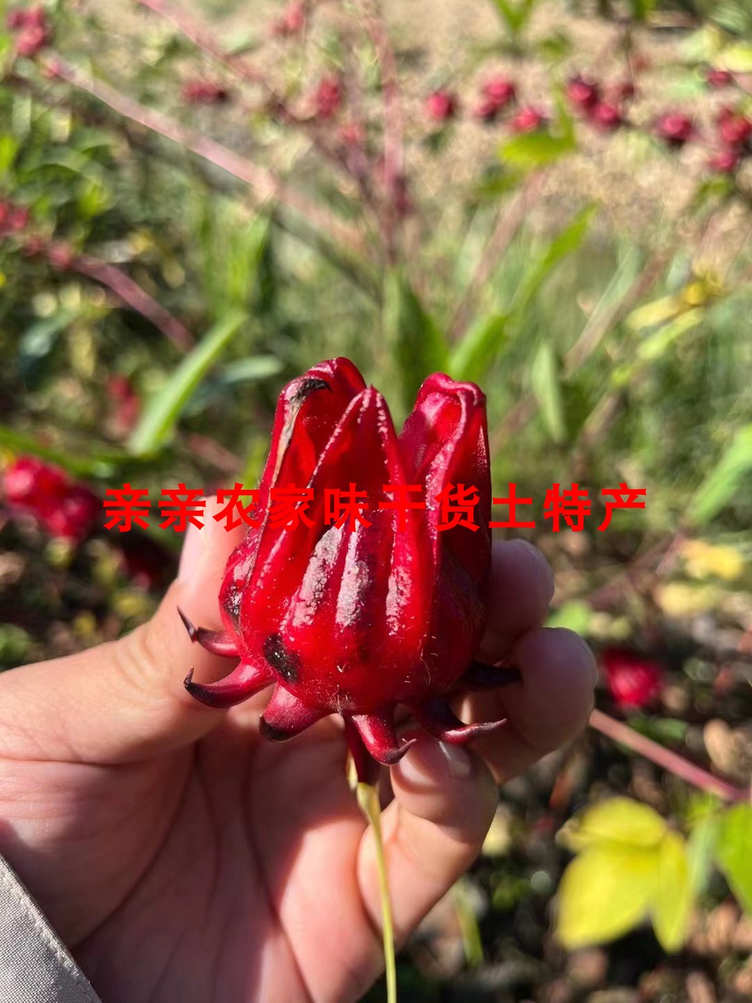 玫瑰茄洛神花：农家精选，泡茶煮水的味纯正好品质！