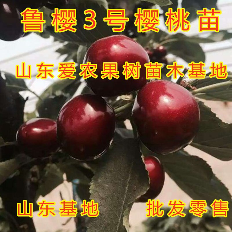 车厘子和樱桃是一家人吗？揭秘它们的亲缘关系，让你大呼过瘾！