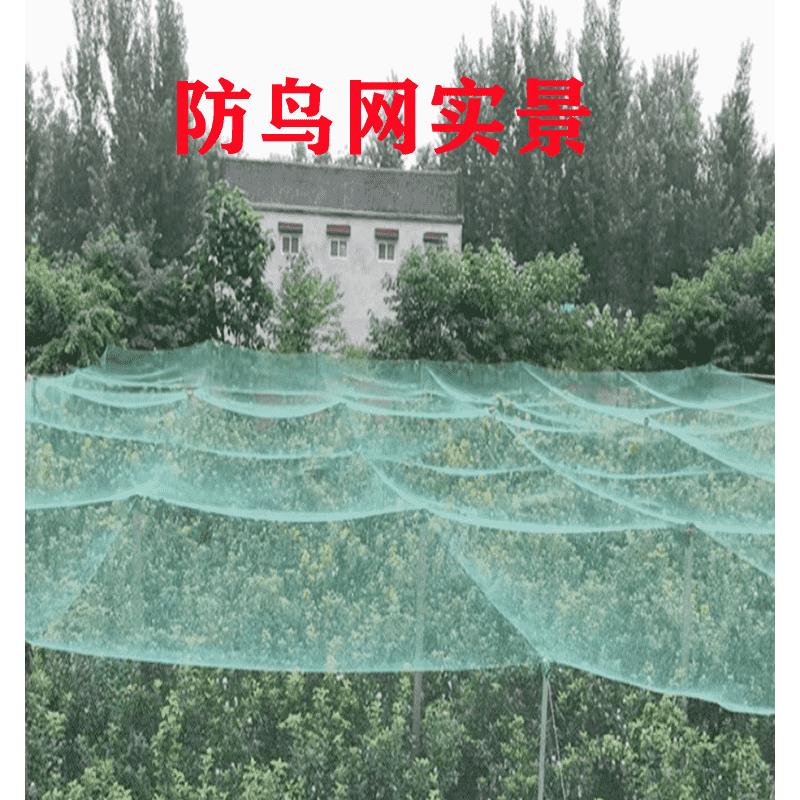 果园防鸟神器！樱桃树不被偷吃？这网真的绝了！