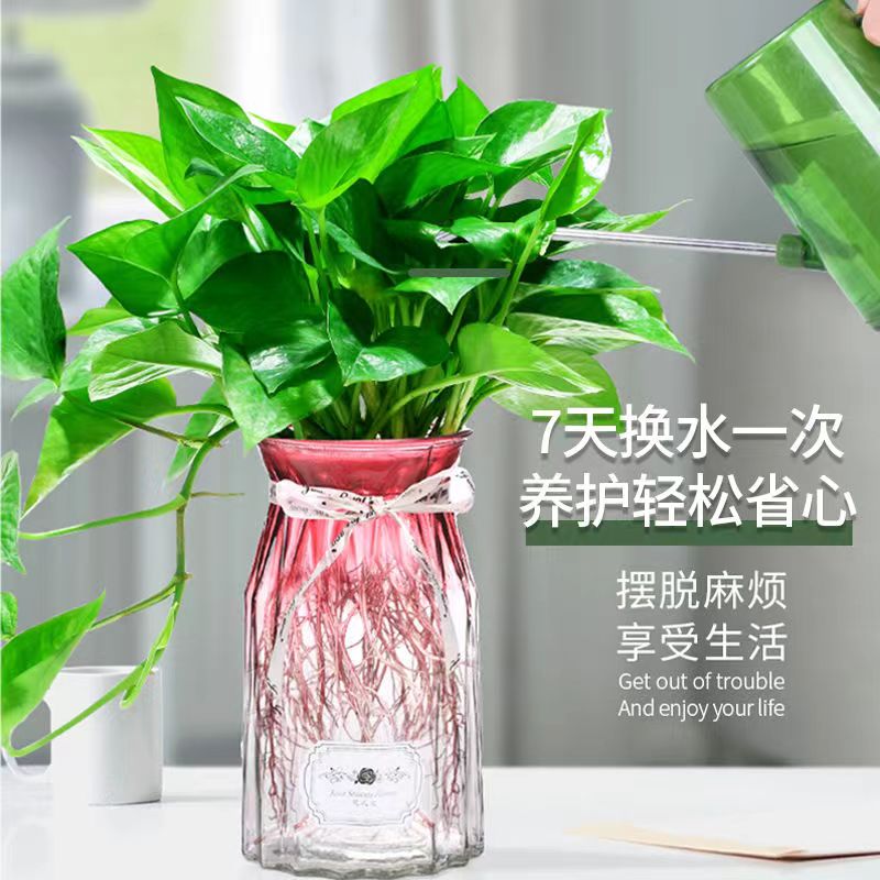 懒人必备！绿萝盆栽室内净化空气神器，轻松拥有清新家居