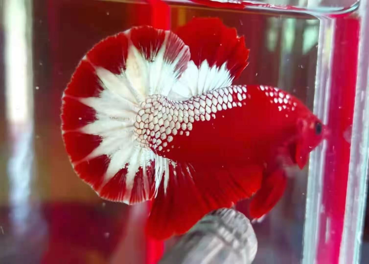 澄海3C斗鱼直播间如何成为电子竞技爱好者的首选？