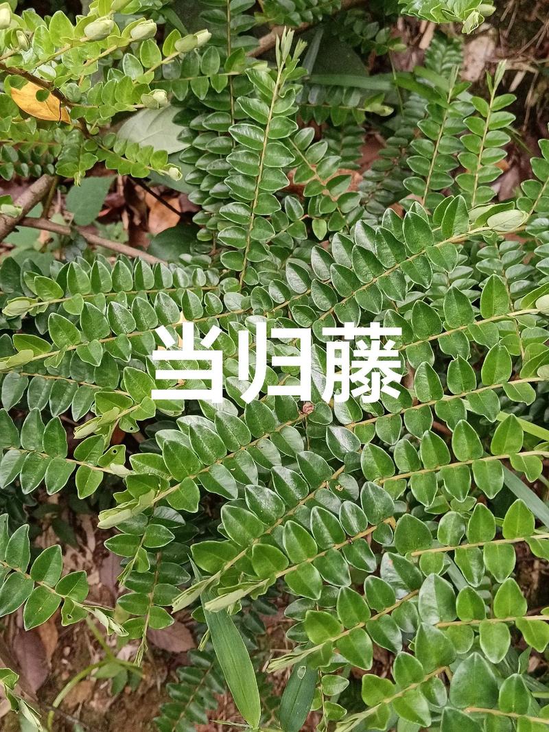 当归藤价格,当归藤价格波动分析及投资前景探讨