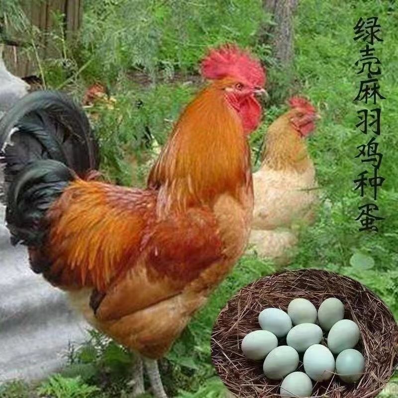 纯种麻羽绿壳种蛋，孵化青脚土鸡的秘密武器！